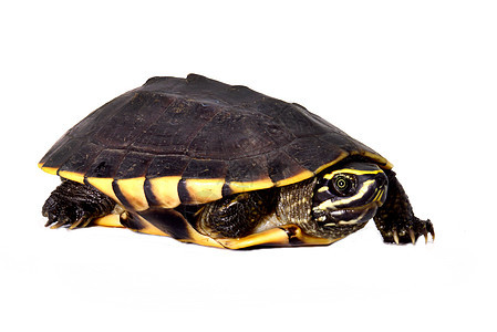 白底白色上吃鼻涕的海龟爬行动物速度野生动物生物动物宠物脊椎动物甲壳少年爬虫图片