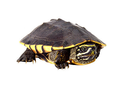 白底白色上吃鼻涕的海龟甲壳生物生态宠物脊椎动物少年荒野爬虫环境水龟图片