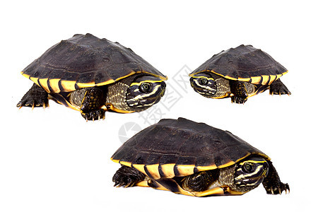 白底白色上吃鼻涕的海龟脊椎动物甲壳环境爬虫水龟少年生物野生动物宠物动物图片