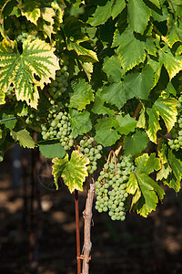 酿酒葡萄绿色晴天酒厂乡村藤蔓水果食物叶子植物收成图片
