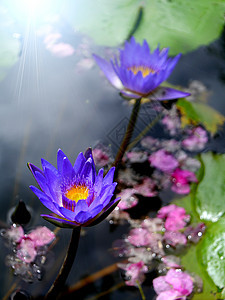 水百合 莲花异国装饰品植物学池塘情调环境花瓣植物群叶子荷花图片