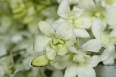 白兰花热带植物花瓣兰花橙子婚礼礼物黄色粉色温泉图片