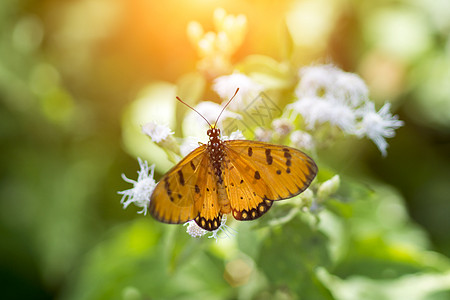 橙蝴蝶名称 陶尼科斯特阿克拉埃亚维奥莱身体蓝色漏洞花园阳光公园花瓣翅膀树叶季节图片