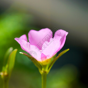 清晨在花园的花朵苔藓叶子玫瑰花瓣热带植物学大花草本植物生长气候图片