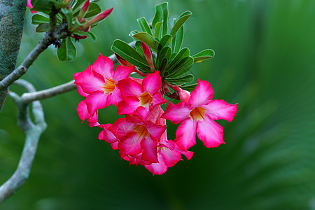 热带花粉 沙漠升起温泉绿色叶子植物粉色阳光生物学健康花瓣园艺图片