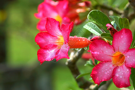 热带花粉 沙漠升起生物学美丽绿色玫瑰植物叶子花瓣粉色植物群健康图片