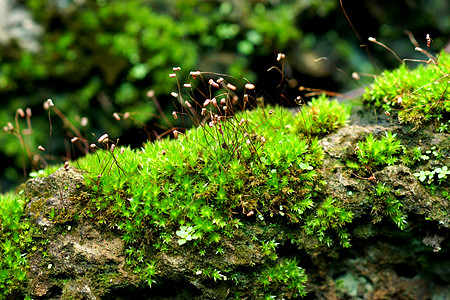 淋巴血友病绿色苔藓沼泽湿地宏观石头植物地衣岩石图片