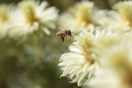 Bee和Phylica阴阳羽毛头图片