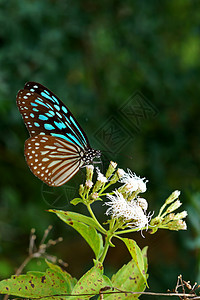 蓝玻璃老虎蝴蝶在花朵上植物群身体花园漏洞公园蓝色昆虫阳光树叶翅膀图片