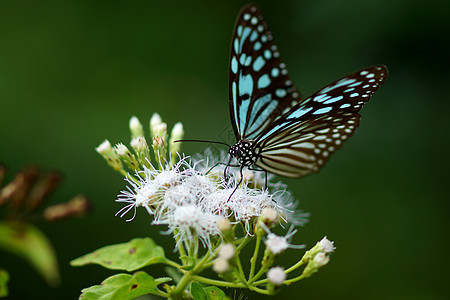 蓝玻璃老虎蝴蝶在花朵上园艺动物群身体植物群漏洞蓝色花瓣日光花园公园图片