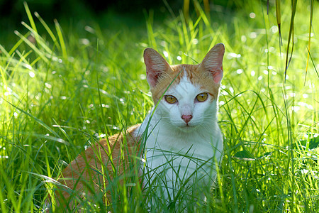 青草中的猫 夜晚的太阳白色友谊美丽猫科动物灰色兽医眼睛朋友蓝色图片