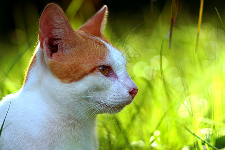 青草中的猫 夜晚的太阳猫科小猫友谊朋友动物头发蓝色灰色兽医美丽图片