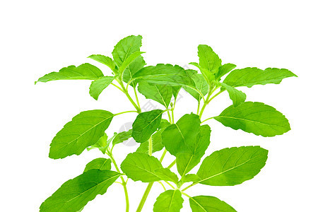 草药的绿叶枝条营养草本植物白色背景绿色蔬菜健康紫色香料图片