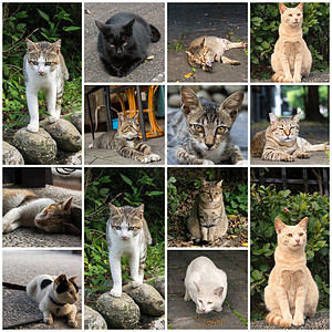 乌龟壳猫趴在地上荒野石头猴童小憩宠物场景毛皮流浪条纹动物图片