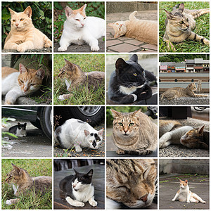 泰比猫躺在草地上宠物流浪街道荒野生活毛皮猫咪哺乳动物场景动物图片
