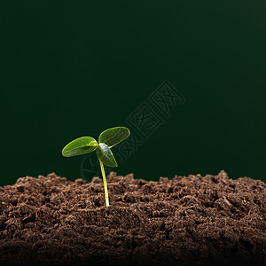 发源体植物学季节发芽叶子蔬菜地球土地生活生长幼苗图片