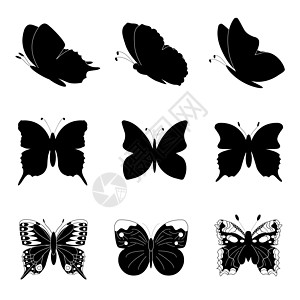 收集蝴蝶环影集野生动物昆虫标识装饰航班绘画风格插图艺术曲线图片