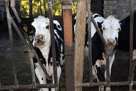 奶牛的被宰牲牛棚农业饲养畜牧业配种牛肉谷仓面纱家畜农场图片