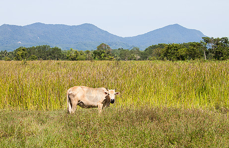 稻田中的牛牛绿色动物热带环境天空场地荒野图片