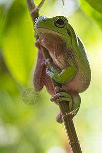 澳大利亚绿树青蛙丛林植物生态蟾蜍雨林环境眼睛动物树蛙叶子图片