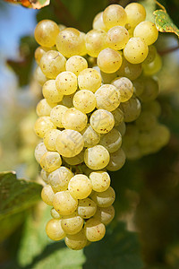 秋天的葡萄栽培农业收成葡萄葡萄园植物酒厂水果图片