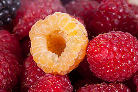 彩色花草莓宏背景组的背景植物水果果味小吃团体食物甜点花园美食饮食图片