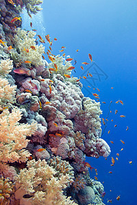 珊瑚礁与硬珊瑚和异国情调的鱼 anthias 在热带海底的蓝色水背景海床浮潜运动潜水水族馆荒野阳光海洋生物石珊瑚气泡图片
