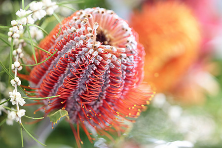 蛋白花野花橙子花序植物群灌木生长心叶枕形白精植物学图片