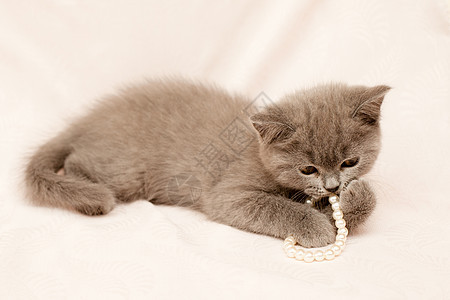 灰小猫珍珠粉色头发毛皮食肉姿势动物水平婴儿灰色图片