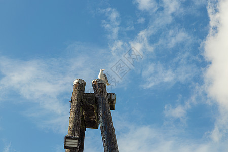 北极海鸥蓝色动物群天空航班帖子塔架木柱码头栖息寂寞图片