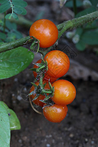 成熟番茄植物团体圆形红色蔬菜橙子农业图片