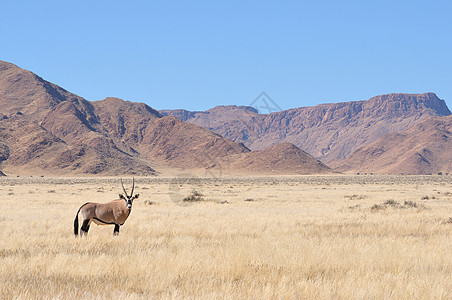 草草和山区地貌的奥利克斯动物孤独野生动物干旱荒野风景哺乳动物动物群羚羊沙漠图片