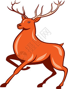 红 Stag Deer 边列三军卡通艺术品驯鹿动物野生动物插图卡通片鹿角图片