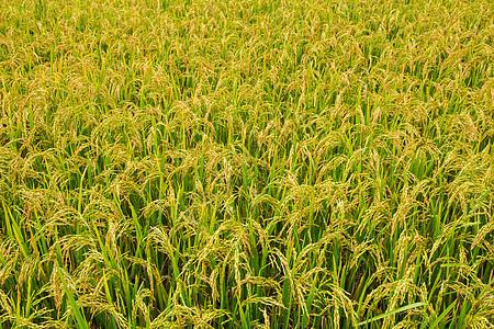 大稻田收成绿色树叶农村食物农业农场乡村花园生长图片