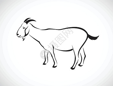 白色背景山羊的矢量图像荒野哺乳动物女性毛皮动物男性内存卡通片农业喇叭图片