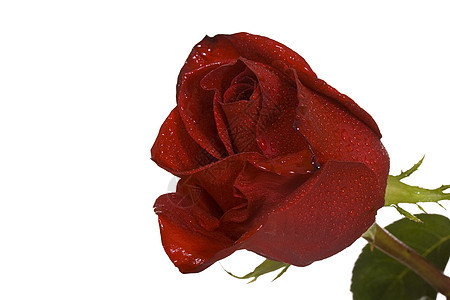 红玫瑰花瓣红色玫瑰白色花朵图片