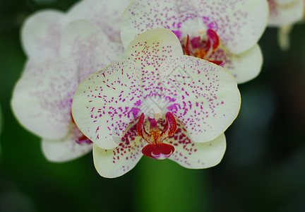 粉红色黄兰花花黄色园艺兰花植物群花园图片