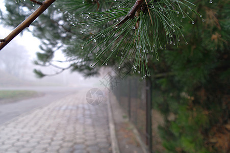 浓雾的清晨栅栏枝条水滴雨滴薄雾植物松树小路背景图片