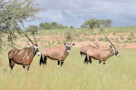 羚羊宝石荒野动物野生动物喇叭动物群沙漠哺乳动物图片