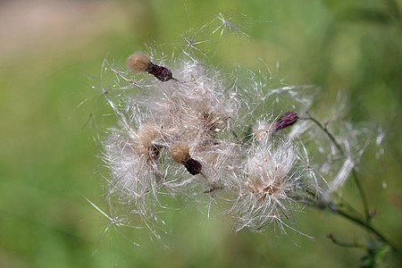 绿荒野植物紫色植物学野花草本植物叶子牛奶季节花瓣图片