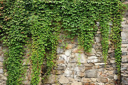 绿色常春藤树叶公园植物花园叶子墙纸环境树篱爬行者衬套图片