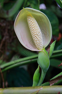 和平莉莉花园植物装饰风格百合图片