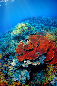 水下地貌景观热带海景野生动物动物群蓝色荒野浮潜横梁游泳环境图片