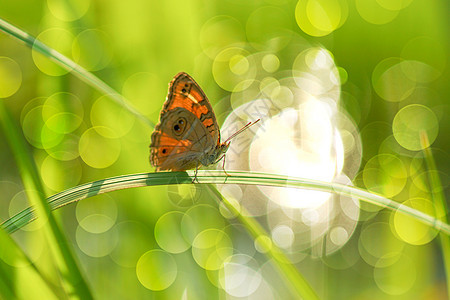 美丽的蝴蝶在草坪上 有阳光的灯光漏洞身体树叶橙子蓝色公园植物群季节翅膀动物群图片
