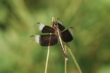 植物园里的飞龙生活植物群翅膀黄色野生动物昆虫宏观生物学蜻蜓图片