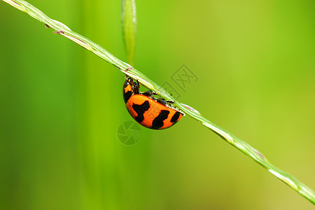 田野上的Ladybug阳光园艺太阳甲虫草本植物场地日落瓢虫叶子昆虫晴天图片