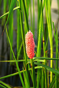 稻田金苹果蜗牛蛋背景图片