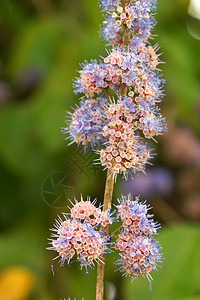 蓝色野生花 麦米西隆稀释蓝云墙纸花瓣园艺季节植物花束草本植物玫瑰念日雌蕊图片