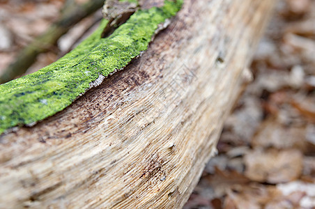 树林里有绿苔树的原木木头乡村环境植物公园苔藓树干树木叶子绿色图片