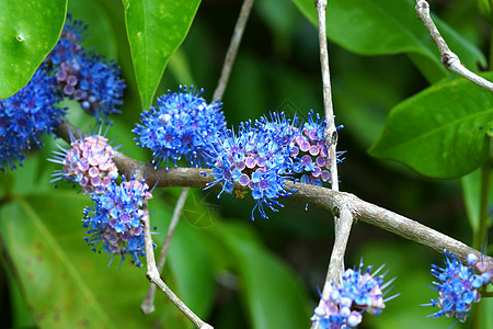 蓝色野生花 麦米西隆稀释蓝云花束玫瑰草本植物季节植物园艺花园植物群花瓣墙纸图片